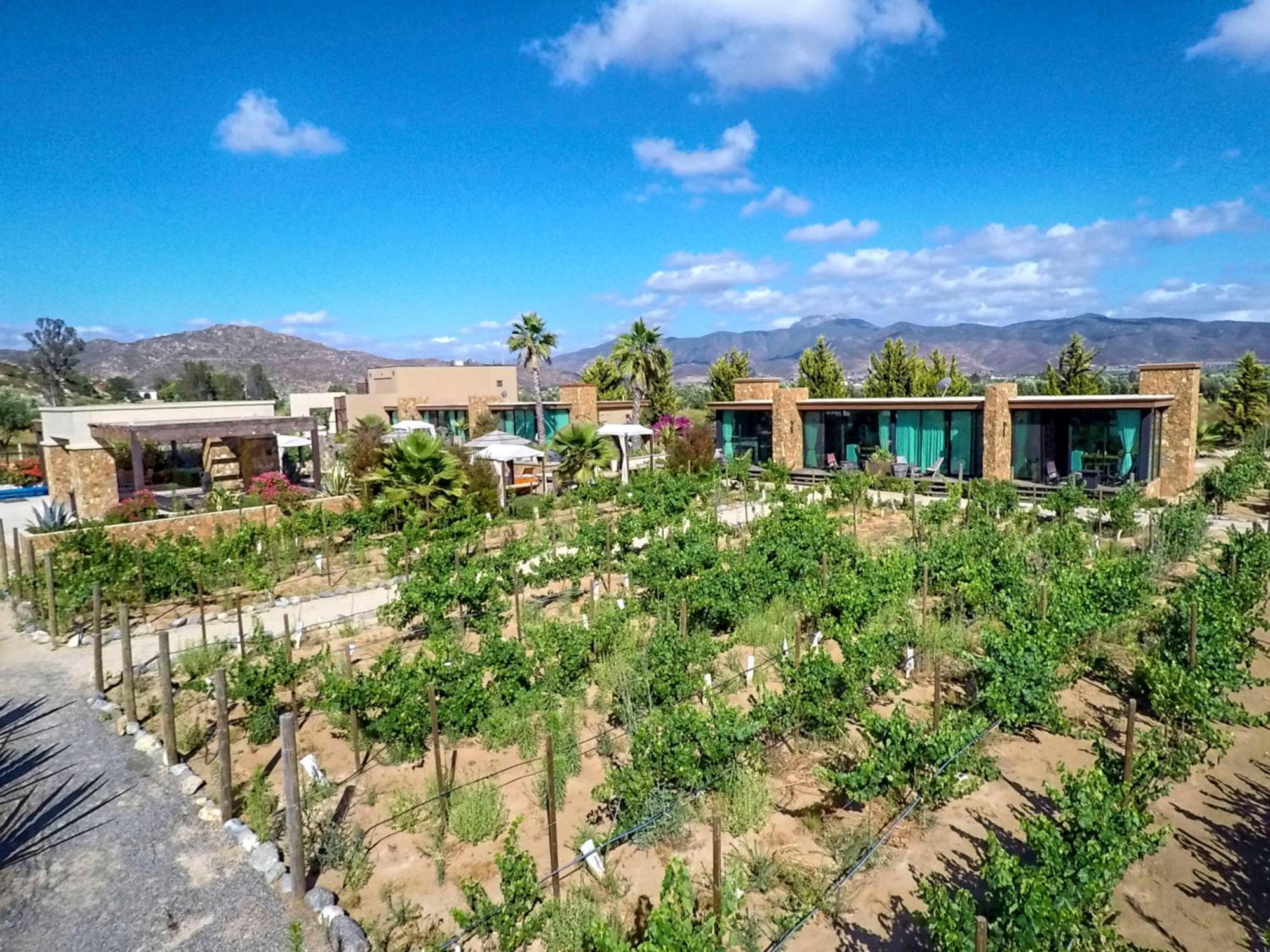 Hotel Boutique Valle De Guadalupe & Spa Номер фото